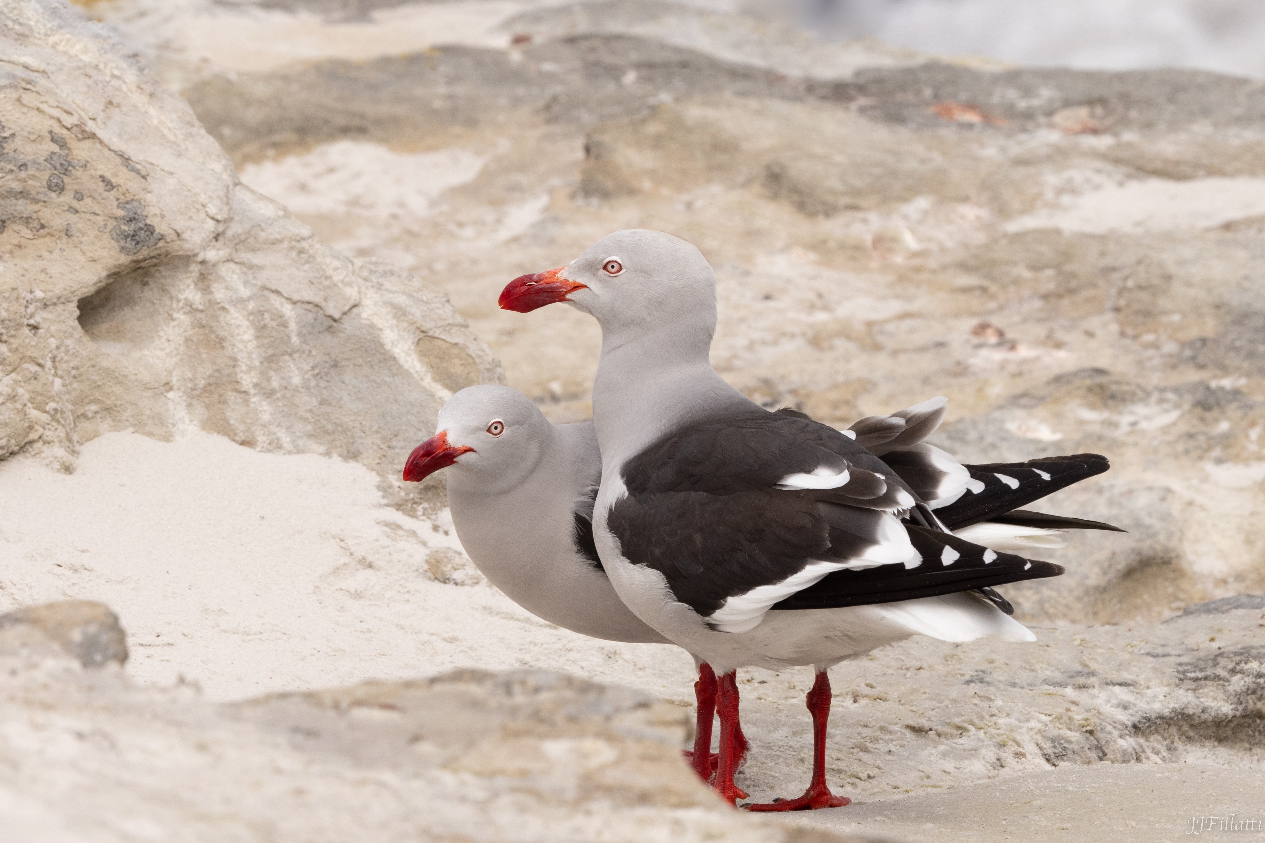 bird of the falklands image 89